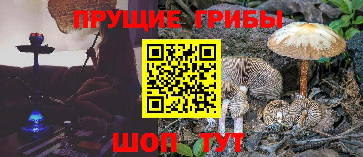 Галлюциногенные грибы Psilocybine cubensis Грозный